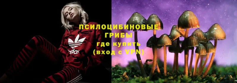 Псилоцибиновые грибы Psilocybe  Нижнеудинск 